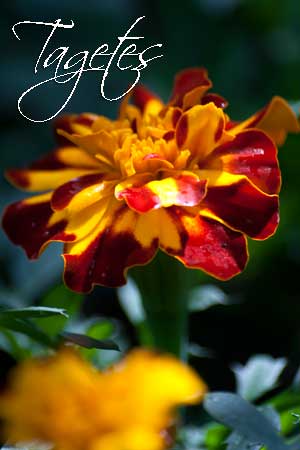 Tagetes